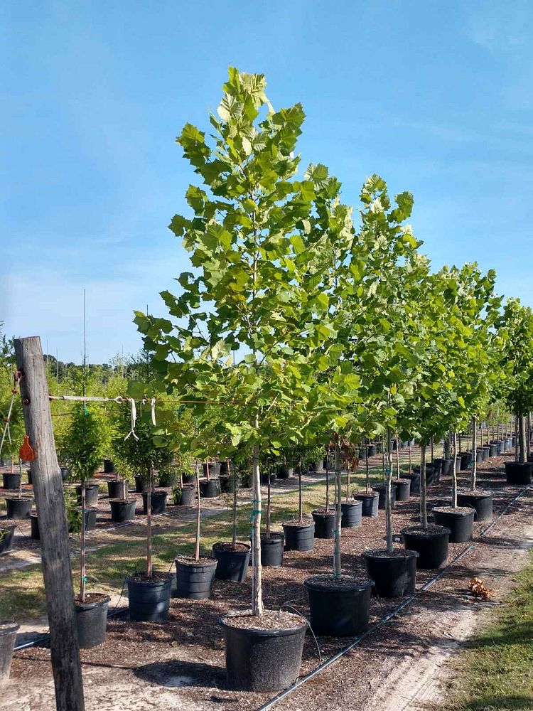 platanus-sycamore