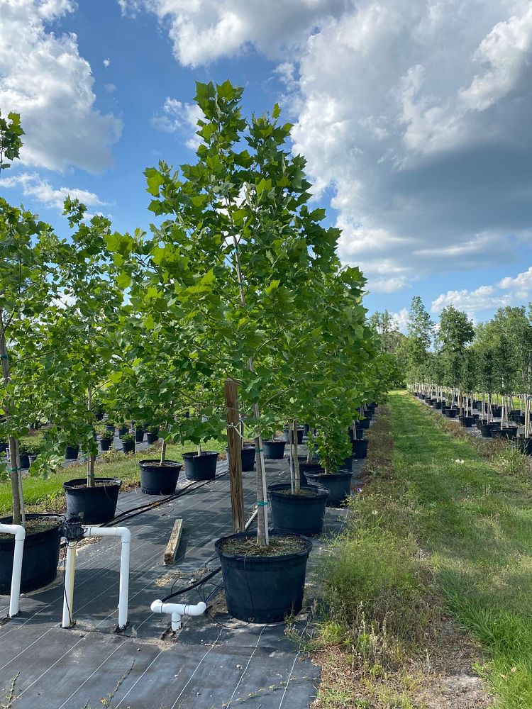 platanus-sycamore