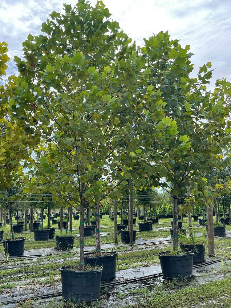 platanus-sycamore