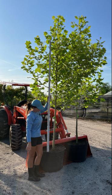 platanus-sycamore