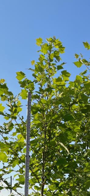 platanus-sycamore