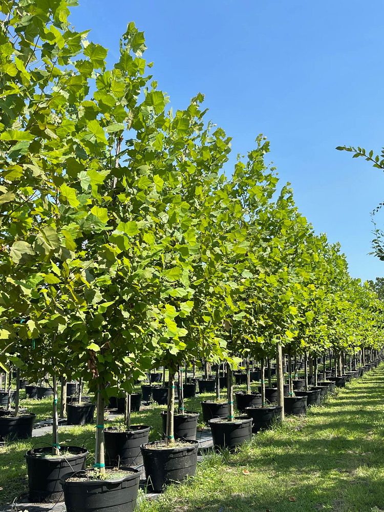platanus-sycamore