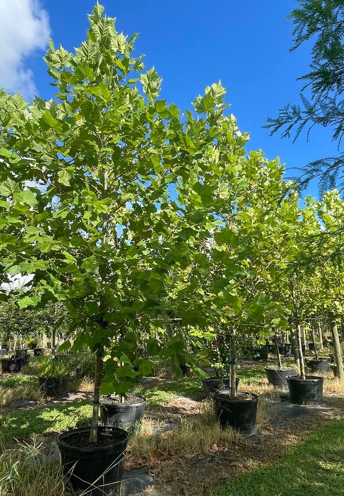 platanus-sycamore