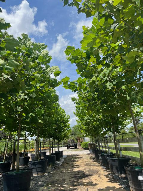 platanus-sycamore
