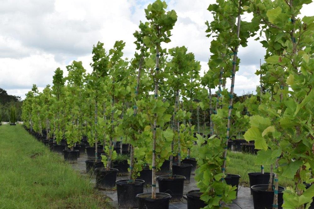 platanus-sycamore