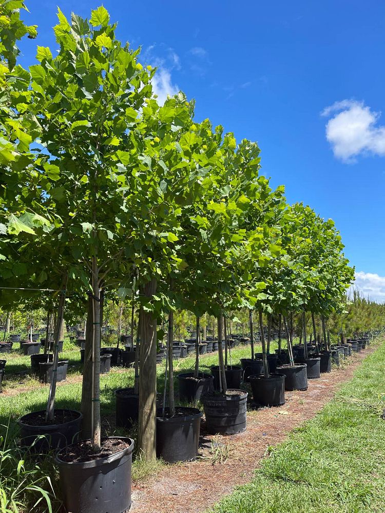 platanus-sycamore