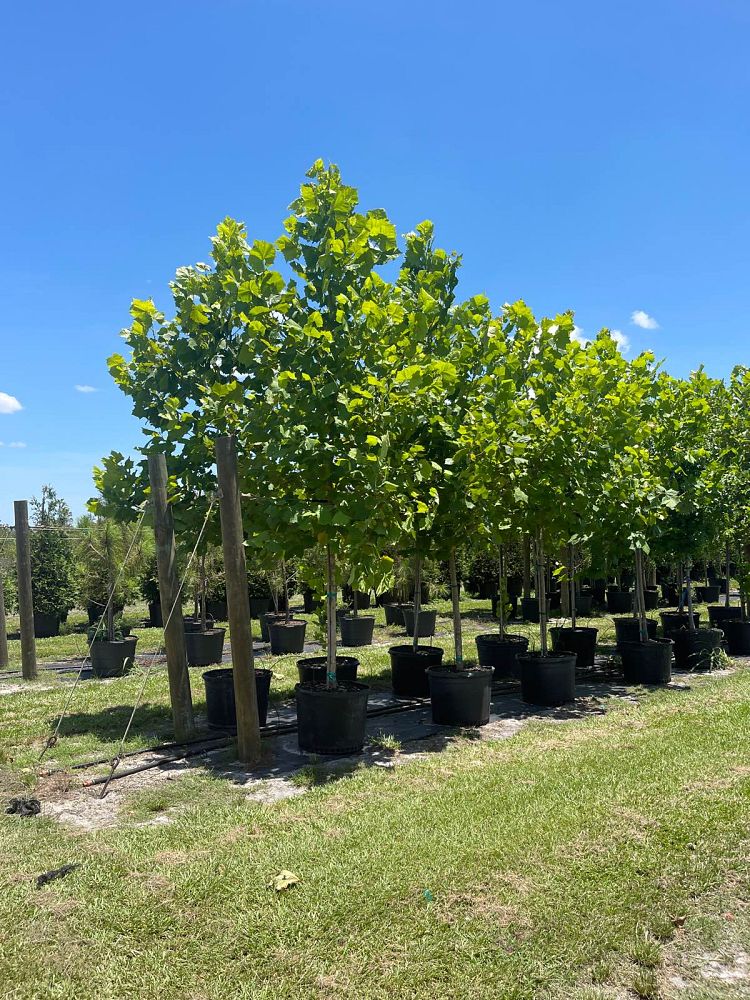 platanus-sycamore