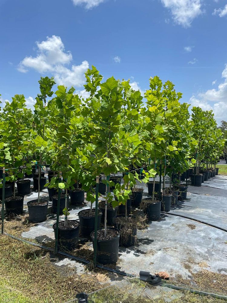 platanus-sycamore