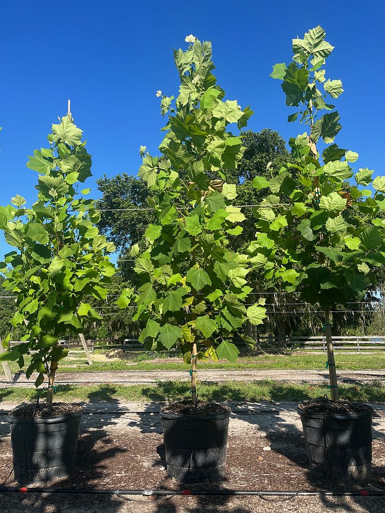 platanus-sycamore