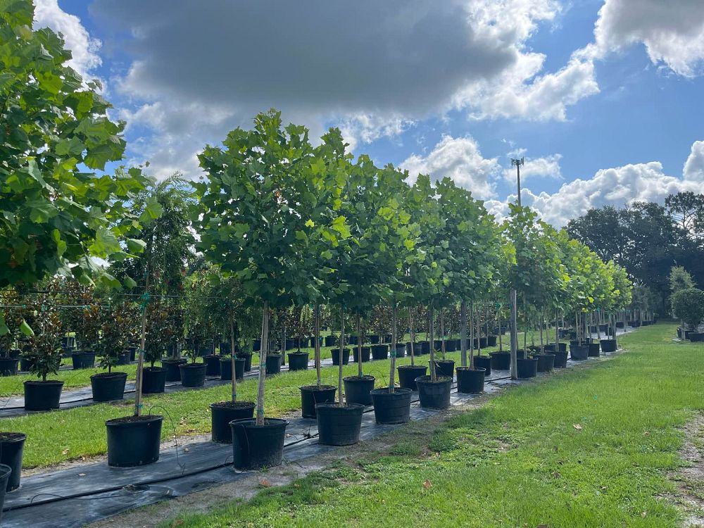 platanus-sycamore