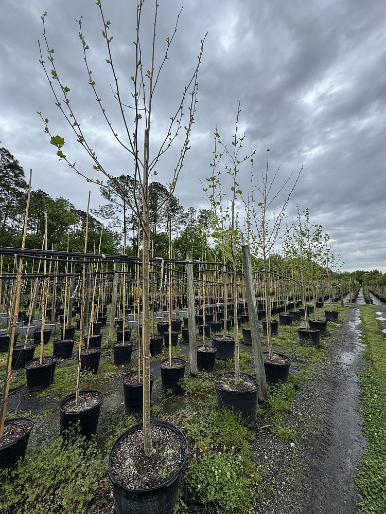 platanus-sycamore