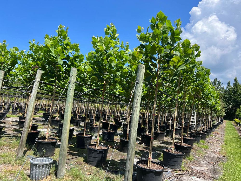 platanus-sycamore