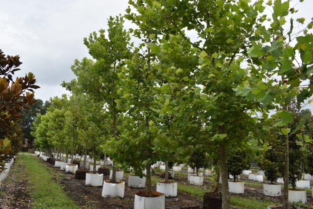 platanus-sycamore