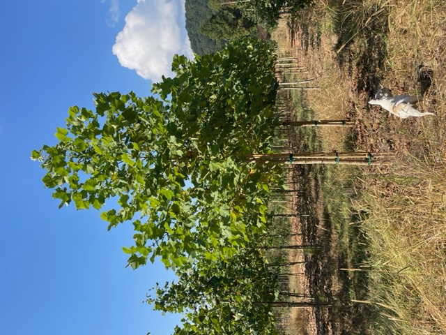 platanus-sycamore