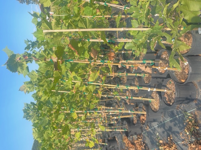 platanus-sycamore