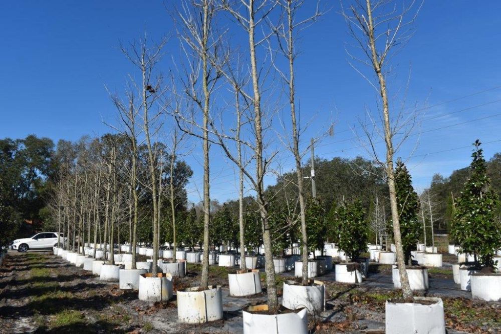 platanus-sycamore