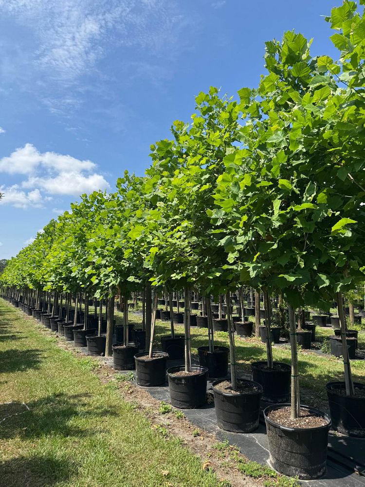 platanus-sycamore
