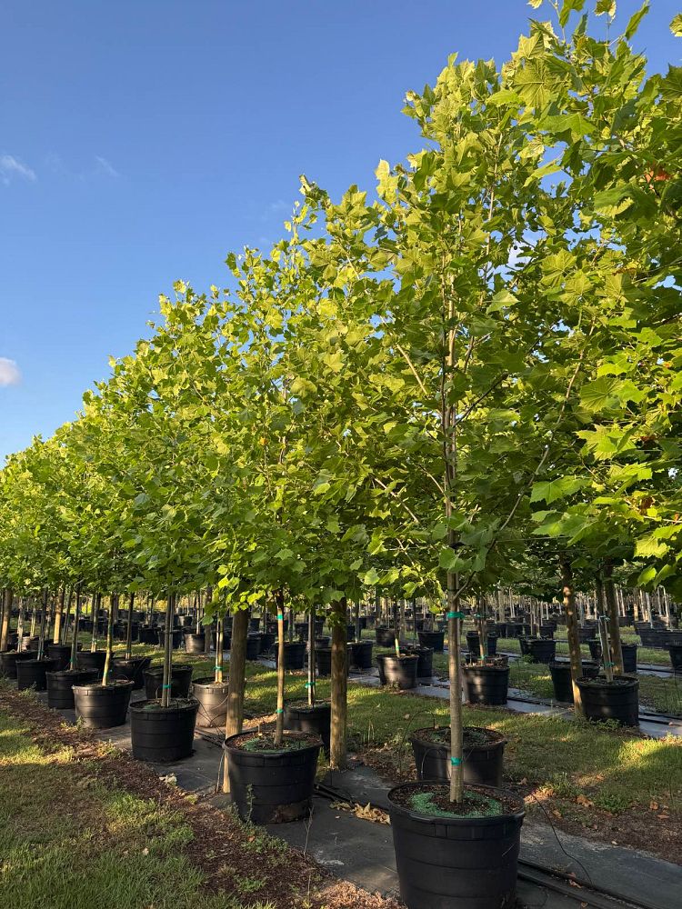 platanus-sycamore