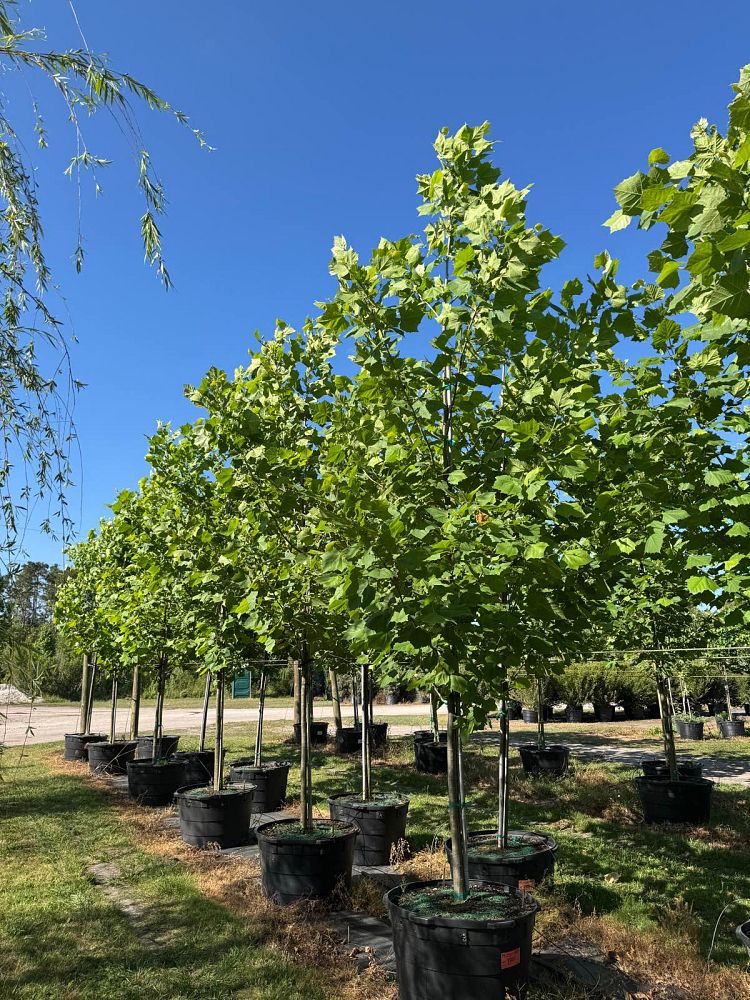 platanus-sycamore