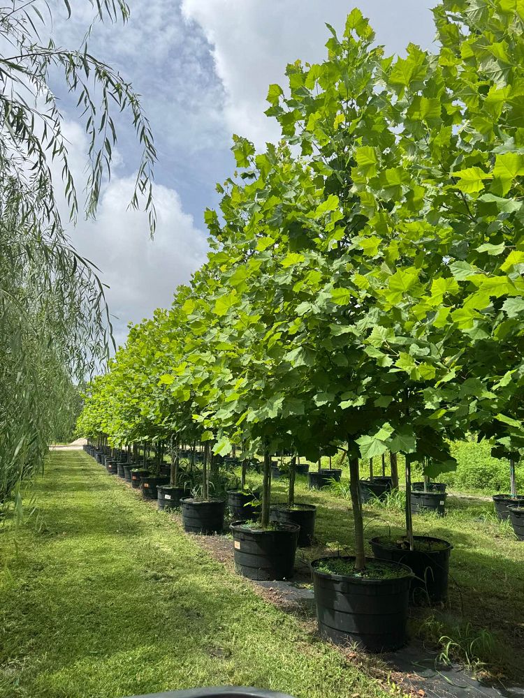 platanus-sycamore