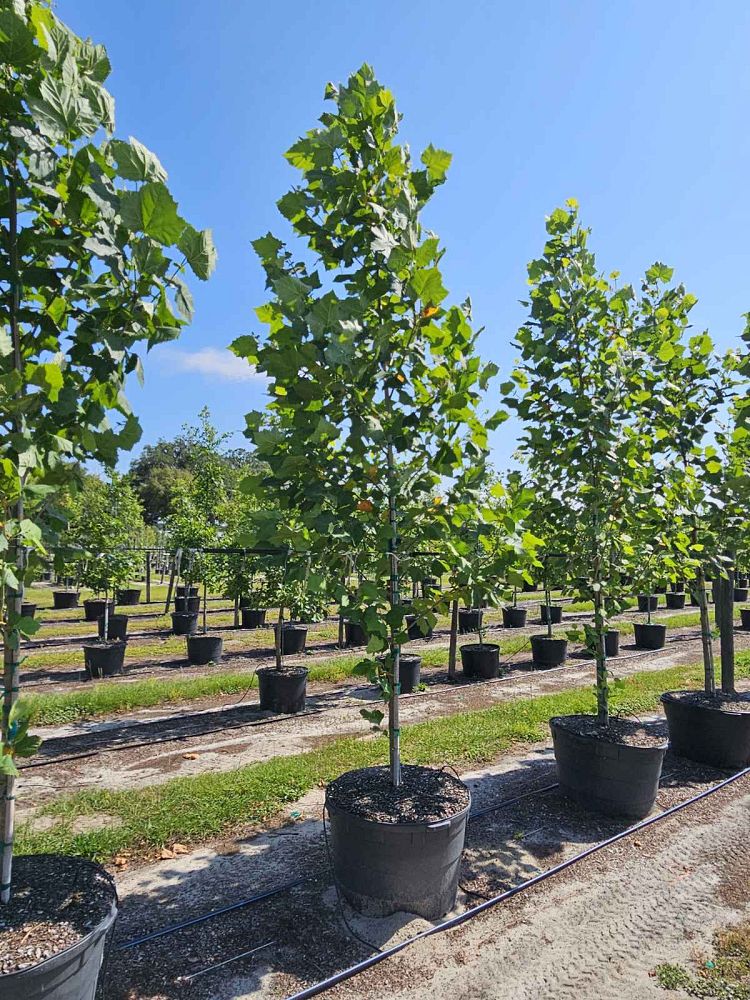 platanus-sycamore