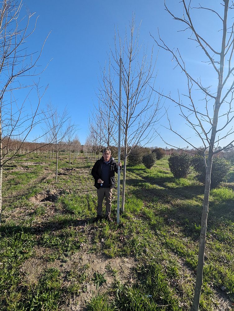 platanus-sycamore
