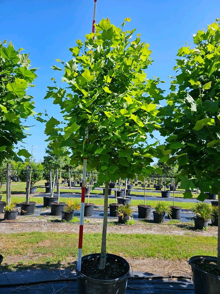 platanus-sycamore