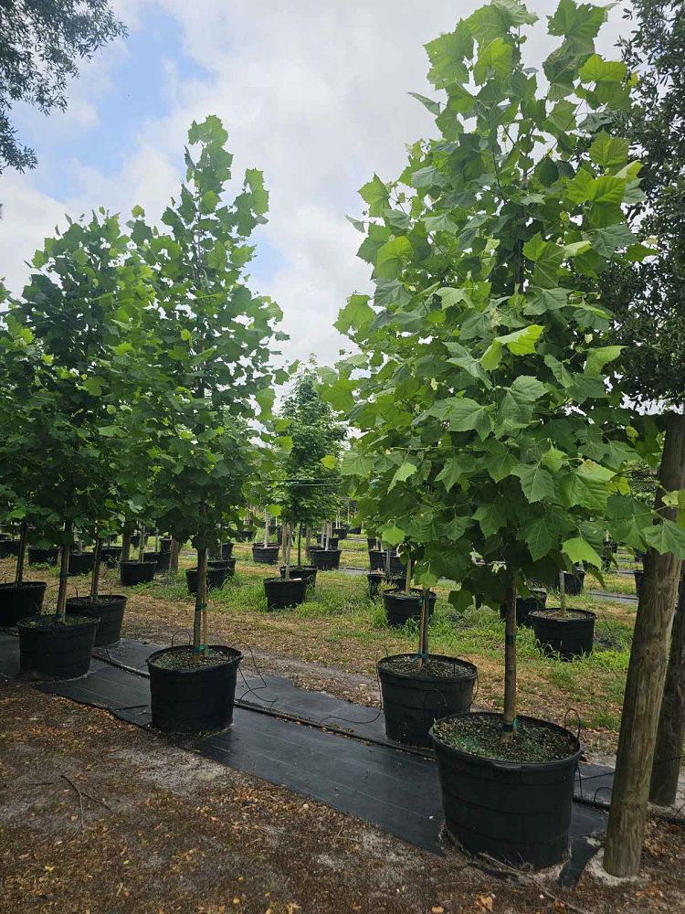 platanus-sycamore