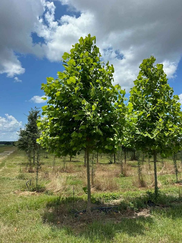 platanus-sycamore