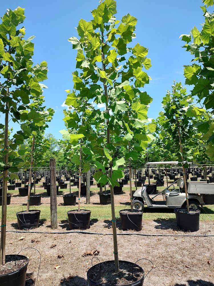 platanus-sycamore