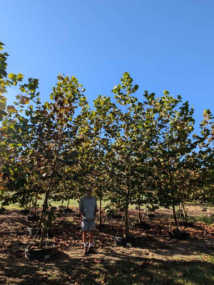 platanus-sycamore