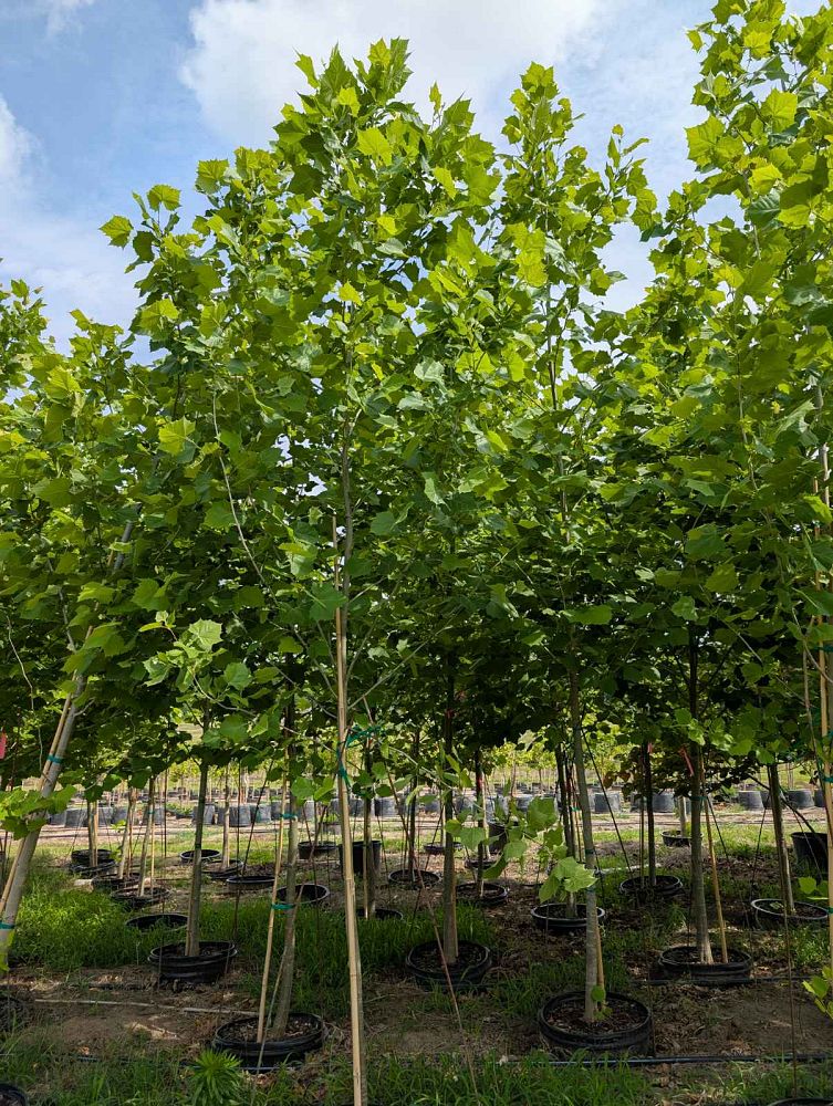 platanus-sycamore