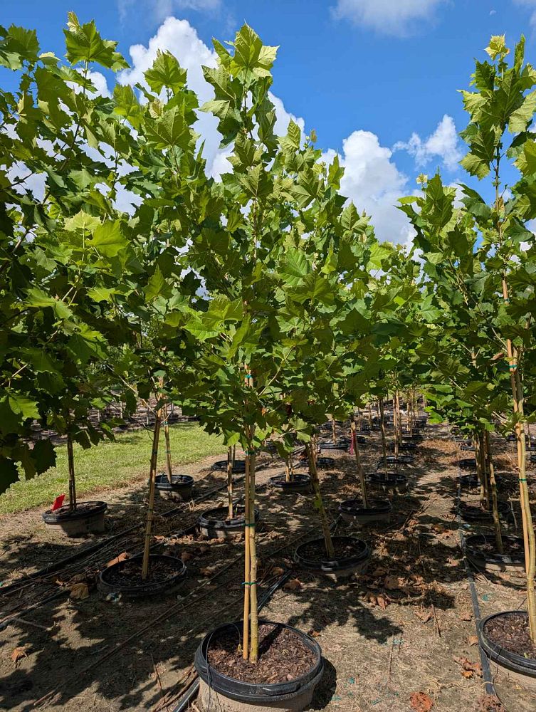 platanus-sycamore