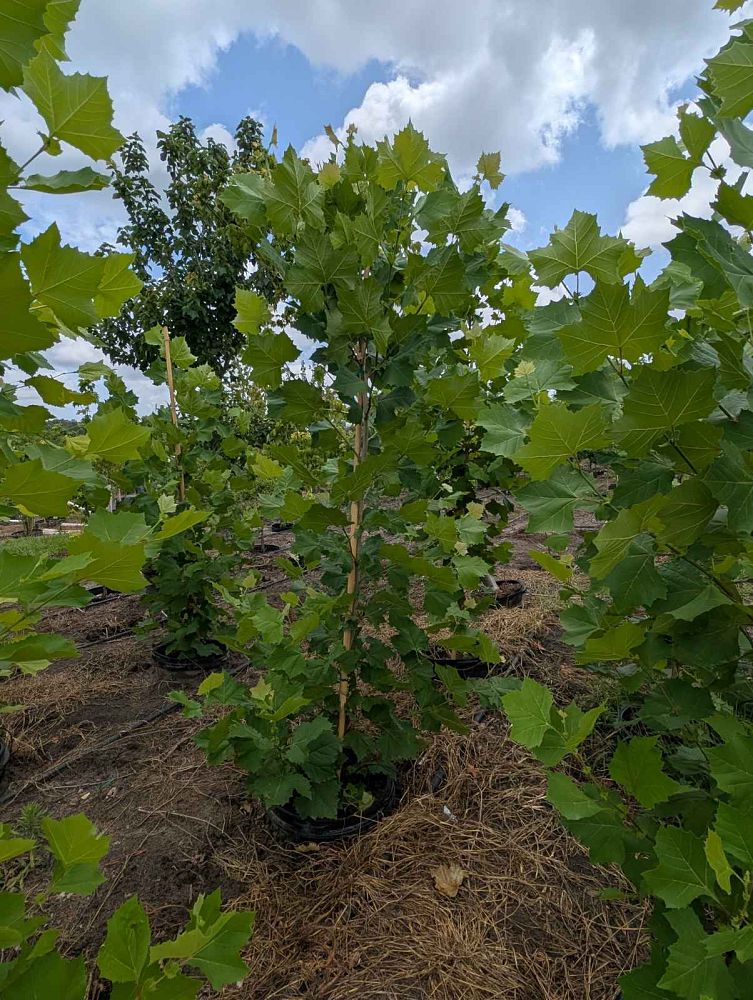 platanus-sycamore