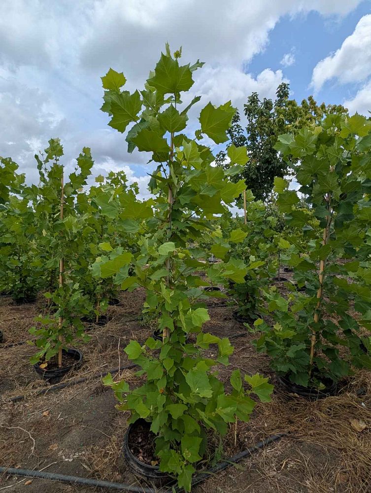 platanus-sycamore