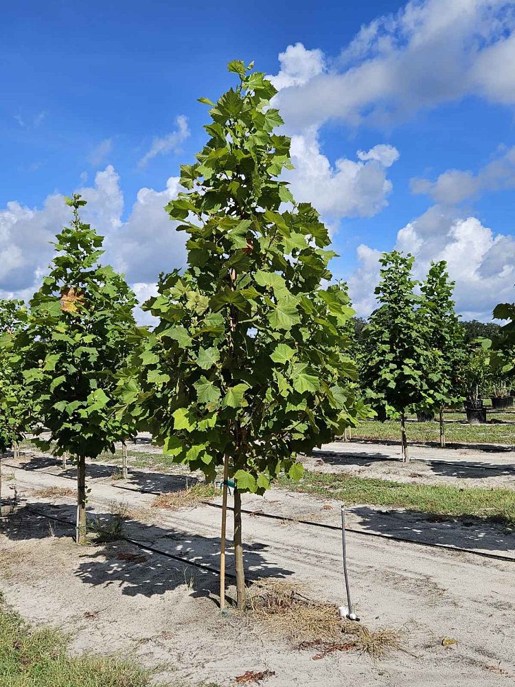 platanus-sycamore