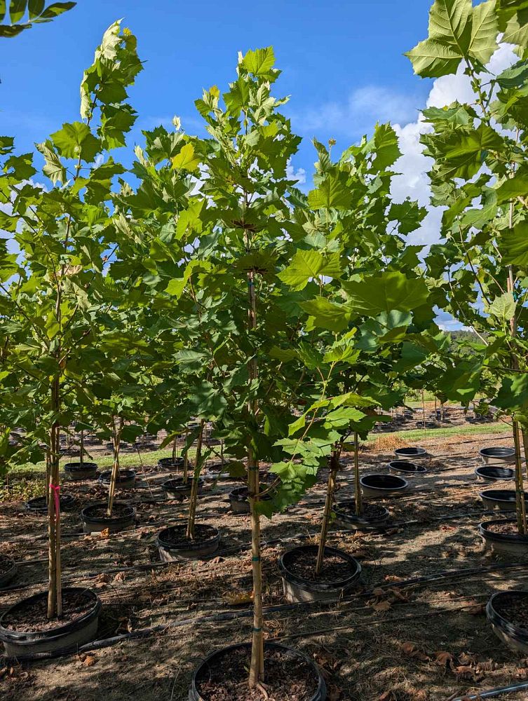 platanus-sycamore