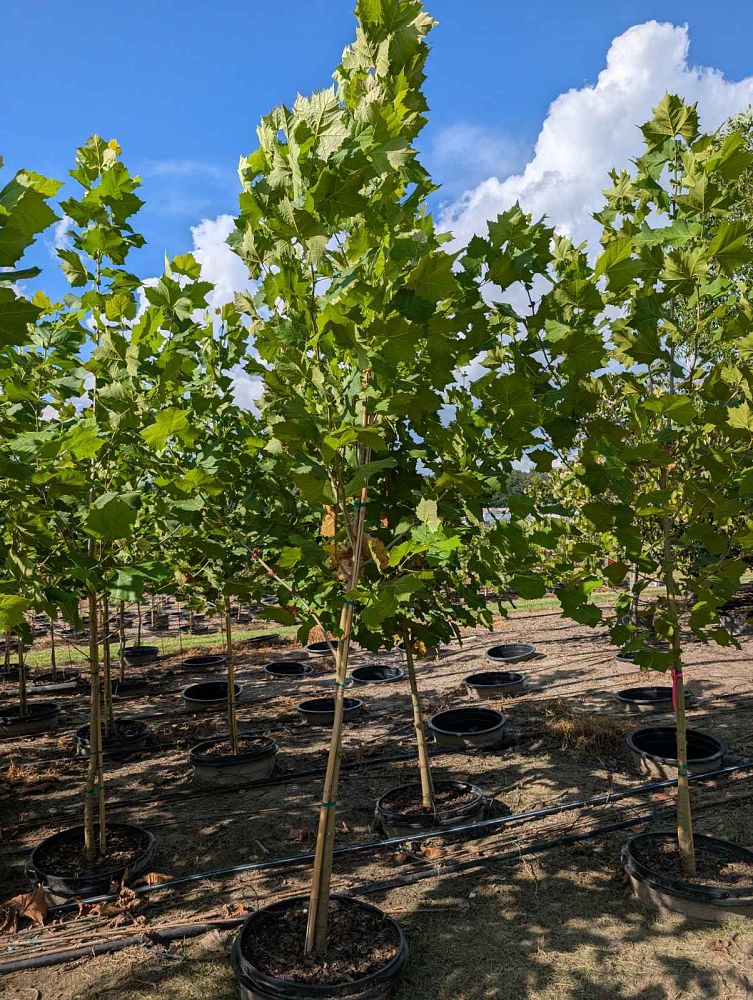 platanus-sycamore