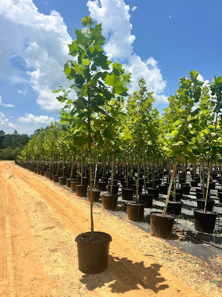 platanus-sycamore
