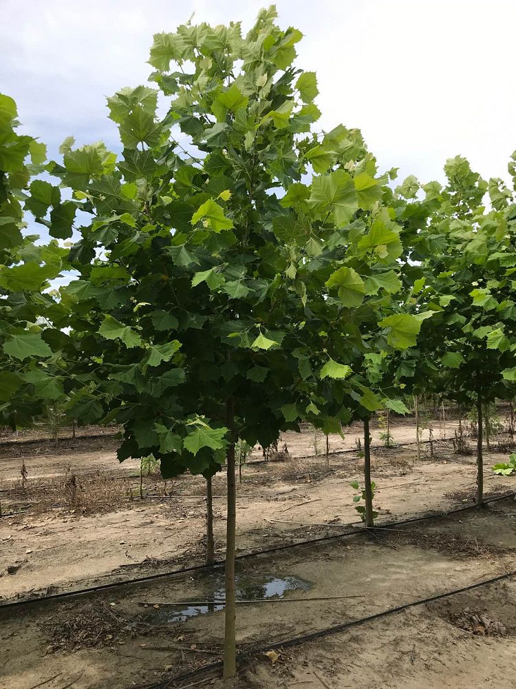 platanus-x-acerifolia-bloodgood-london-plane-tree