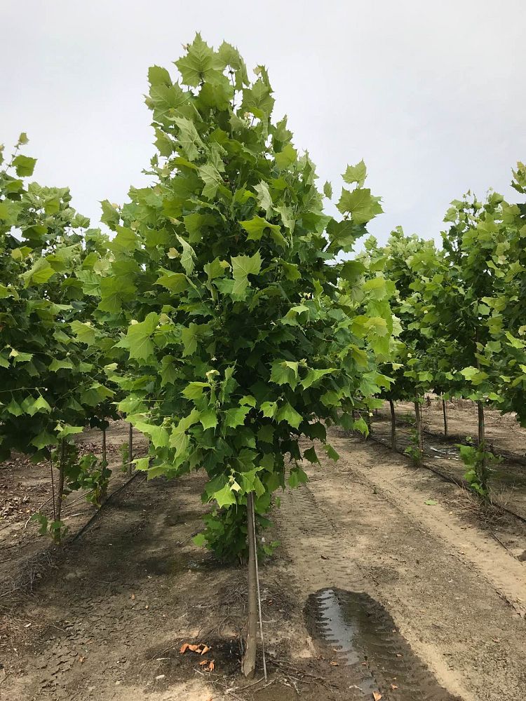 platanus-x-acerifolia-bloodgood-london-plane-tree