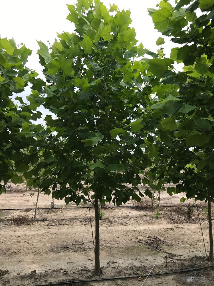 platanus-x-acerifolia-bloodgood-london-plane-tree