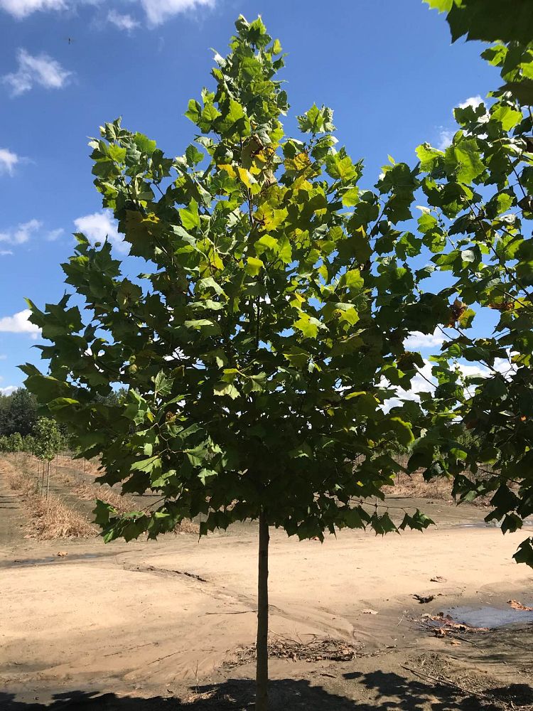 platanus-x-acerifolia-bloodgood-london-plane-tree
