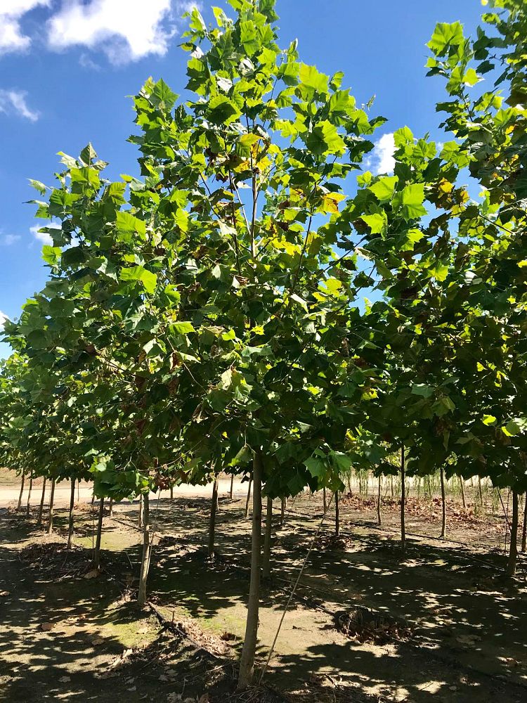 platanus-x-acerifolia-bloodgood-london-plane-tree