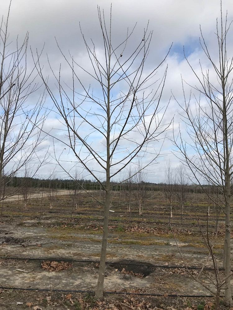 platanus-x-acerifolia-bloodgood-london-plane-tree