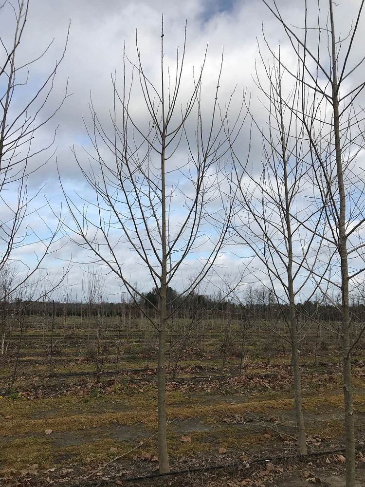 platanus-x-acerifolia-bloodgood-london-plane-tree