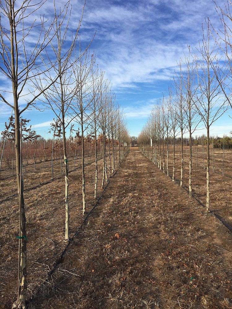 platanus-x-acerifolia-morton-circle-london-sycamore-exclamation-london-plane-tree