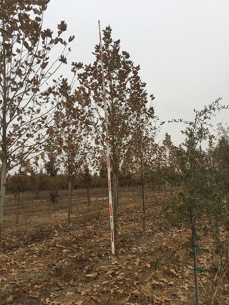 platanus-x-acerifolia-morton-circle-london-sycamore-exclamation-london-plane-tree