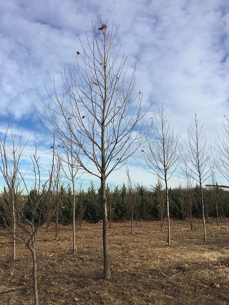 platanus-x-acerifolia-morton-circle-london-sycamore-exclamation-london-plane-tree