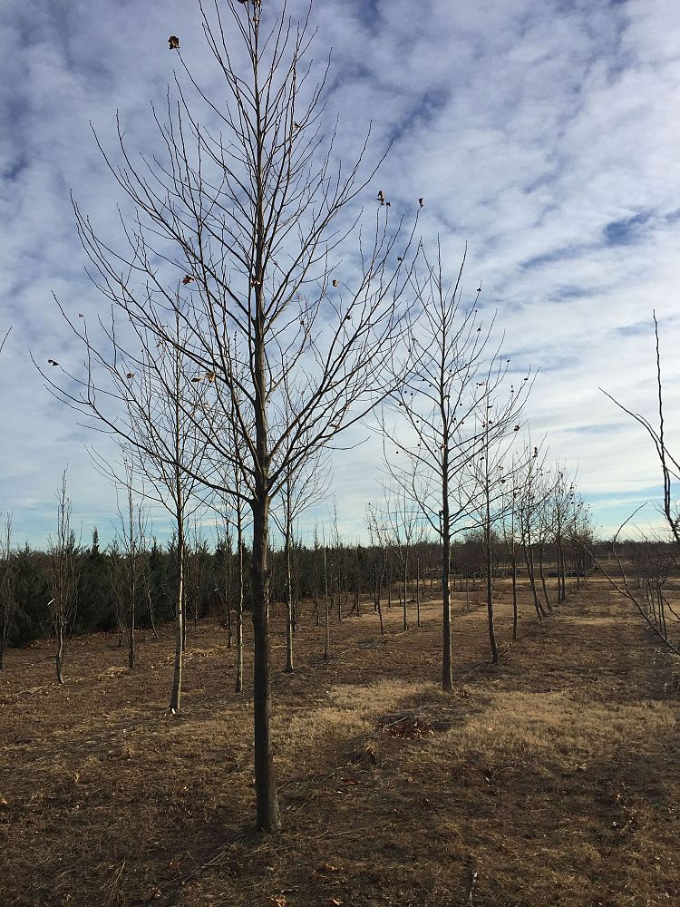 platanus-x-acerifolia-morton-circle-london-sycamore-exclamation-london-plane-tree